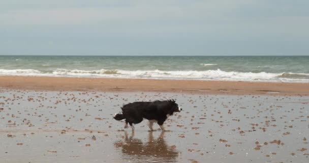 Confine Collie Dog Maschio Che Corre Sulla Spiaggia Normandia Lento — Video Stock