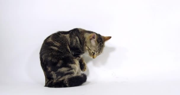 Brown Tabby Domestic Cat, Pussy sitting and Licking its Paw On White Background, Slow Motion 4K