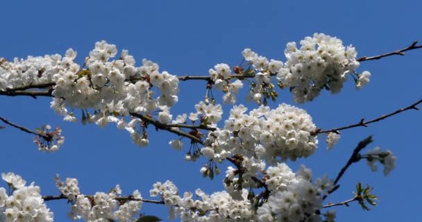 Ανθισμένη Κερασιά Στον Κήπο Της Άνοιξης — Αρχείο Βίντεο