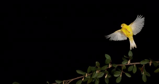 Желтая Канарейка Serinus Canaria Взрослый Полете Черном Фоне Медленное Движение — стоковое видео
