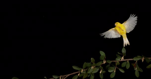 Canario Amarillo Serinus Canaria Adulto Vuelo Sobre Fondo Negro Cámara — Vídeos de Stock