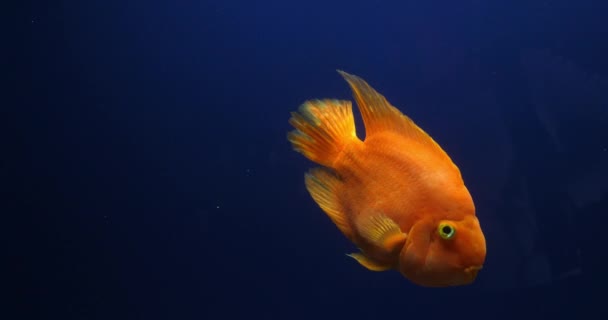 Midas Cichlid Amphilophus Citrinellus Fish Swimming Freshwater Aquarium Slow Motion — стокове відео
