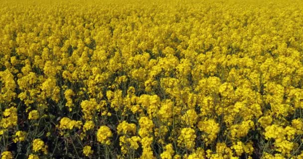 Ветер Поле Изнасилования Brassica Napus Нормандия Медленное Движение — стоковое видео