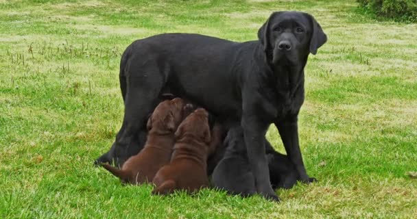 ブラックラブラドールレトリバービッチそのフィード黒と茶色の子犬 フランスのノルマンディー スローモーション4K — ストック動画