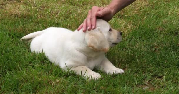 黄色拉布拉多猎犬 在草坪上和他的女主人玩耍的小狗 法国的诺曼底 慢动作4K — 图库视频影像