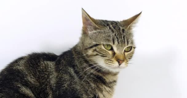 Gato Doméstico Marrón Tabby Retrato Coño Sobre Fondo Blanco Lamiendo — Vídeo de stock