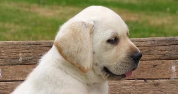 拉布拉多猎犬 车轮推车中黄色小狗的肖像 法国诺曼底 慢动作4K — 图库视频影像