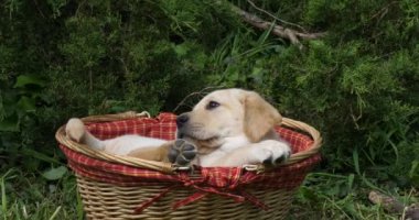 Sarı Labrador Retriever, Yavru Köpek Sepette Oynuyor, Normandiya, Yavaş Hareket 4k