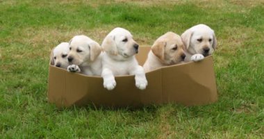 Sarı Labrador Retriever, Karton Kutuda Oynayan Yavrular, Fransa 'da Normandiya, Yavaş Hareket 4k