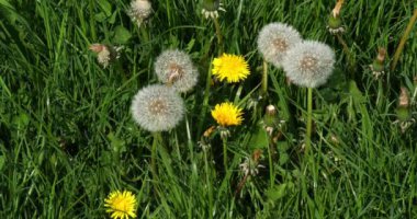 Karahindiba çiçekli çayır, taraxacum officinale, Normandy in France, Slow Motion 4k