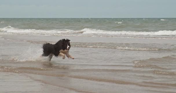 Confine Collie Dog Maschio Che Corre Sulla Spiaggia Normandia Lento — Video Stock