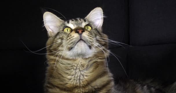 ブラウン ブロッチングタブメイン コーン国内猫 黒を背景にした男性の肖像 フランスのノルマンディー スローモーション4K — ストック動画