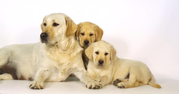 Yellow Labrador Retriever Σκύλα Και Κουτάβια Λευκό Φόντο Νορμανδία Αργή — Αρχείο Βίντεο