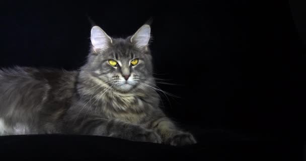 Blue Blotched Tabby Maine Coon Domestic Cat Женщина Лежащая Черном — стоковое видео