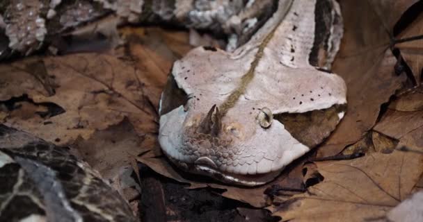 West African Gaboon Viper Bitis Gabonica Rhinoceros Head Adult Slow — Stock Video