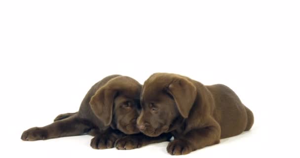 Brown Labrador Retriever Cachorros Sobre Fondo Blanco Lamiendo Normandía Cámara — Vídeo de stock