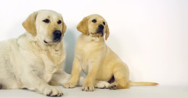 Amarillo Labrador Retriever Perra Cachorro Sobre Fondo Blanco Normandía Cámara — Vídeos de Stock
