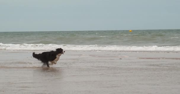 Border Collie Dog Mężczyzna Biegający Plaży Normandia Slow Motiion — Wideo stockowe