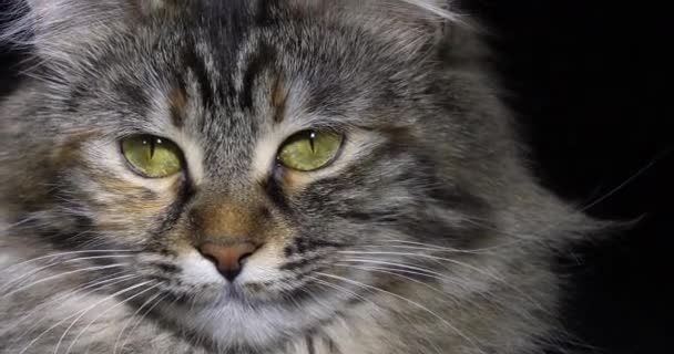 トーティ メイン クーン国内猫 黒を背景にした女性の肖像 フランスのノルマンディー スローモーション4K — ストック動画