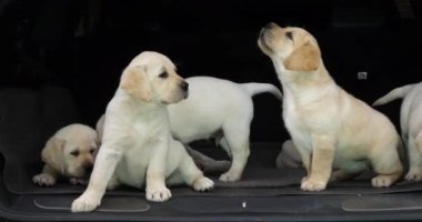 Sarı Labrador Retriever, Bir Arabanın Bagajında Yavrular, Fransa 'da Normandiya, Yavaş Hareket 4k