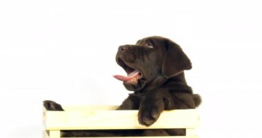Kahverengi Labrador Retriever, Yavru Köpek Beyaz Arkaplanda bir kutuda duruyor, esniyor, Normandiya, Yavaş Hareket 4k