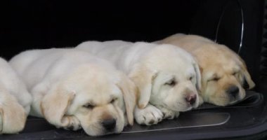 Sarı Labrador Retriever, Bir Arabanın Bagajında Uyuyan Yavrular, Fransa 'da Normandiya, Yavaş Hareket 4k