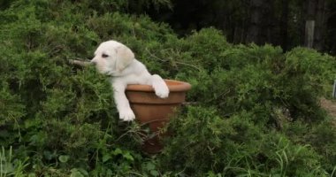 Sarı Labrador Retriever, Yavru Köpek Bir Saksıda Oynuyor, Normandiya, Yavaş Hareket 4k