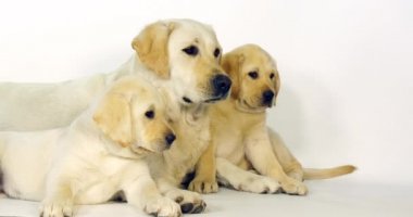 Sarı Labrador Retriever, Beyaz Arkaplanda Sürtük ve Yavrular, Normandiya, Yavaş Hareket 4k