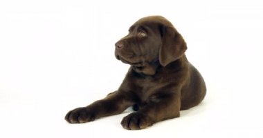 Kahverengi Labrador Retriever, Beyaz Arkaplanda Yavru Köpek, Normandiya, Yavaş Hareket 4k