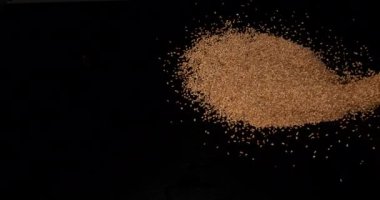 Altın renkli susam, sesamum indicum, Siyah Arkaplan 'a düşen tohumlar, yavaş çekim 4k