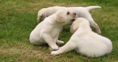Sarı Labrador Retriever, Çimlerde Oynayan Yavru Yavrular Grubu, Fransa 'da Normandiya, Yavaş Hareket 4k