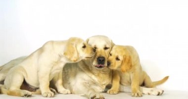 Sarı Labrador Retriever, Beyaz Arkaplanda Sürtük ve Yavrular, Yalama, Normandiya, Yavaş Hareket 4k