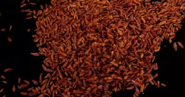 Cayenne Chili Pepper, capsicum frutescens, Black Fame 'e karşı düşen baharatlar, Slow Motion 4k