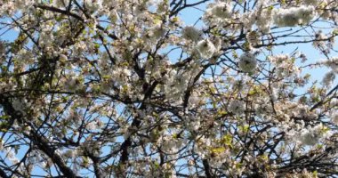 Bahar bahçesinde çiçek açan kiraz ağacı