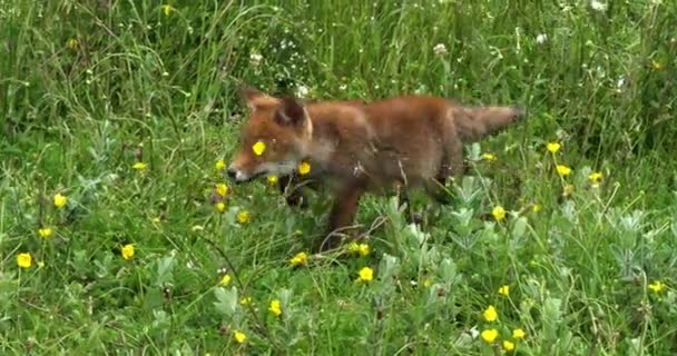 Red Fox Vulpes Vulpes Pup Περπάτημα Στο Λιβάδι Κίτρινα Λουλούδια — Αρχείο Βίντεο