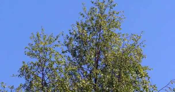 Άνεμος Ένα Δέντρο Στο Φόντο Blue Sky Νορμανδία Αργή Κίνηση — Αρχείο Βίντεο