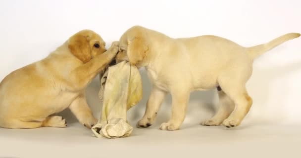 黄色のラブラドール取得 白い背景に皿タオルで遊ぶ子犬 ノルマンディー スローモーション4K — ストック動画