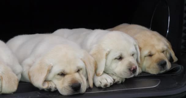Yellow Labrador Retriever Filhotes Dormindo Tronco Carro Normandia França Câmera — Vídeo de Stock