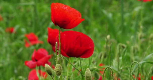 Mák Pole Papaver Rhoeas Květu Blízkosti Šibeniku Chorvatsku Zpomalení — Stock video