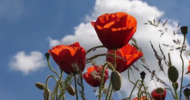 Поле Попса Паперові Рої Цвіте Вітер Блакитне Небо Нормандія Франції — стокове відео