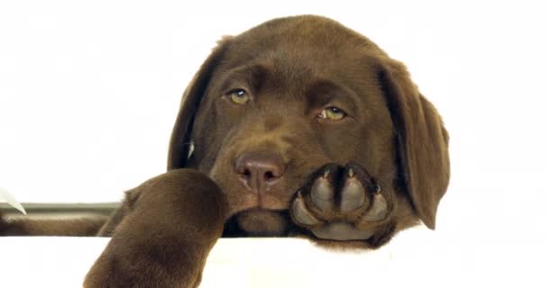 Brown Labrador Retriever, Chiot debout dans une boîte sur fond blanc, Normandie, Ralenti 4K 
