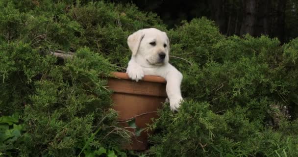Yellow Labrador Retriever Puppy Παίζοντας Ένα Flowerpot Νορμανδία Αργή Κίνηση — Αρχείο Βίντεο