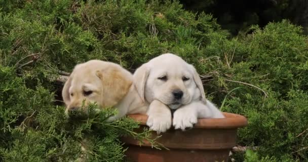 Yellow Labrador Retriever Puppies Spelen Een Bloempot Normandië Slow Motion — Stockvideo