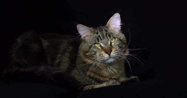 Brown Blotched Tabby Maine Coon Domestic Cat Masculino Que Coloca — Vídeo de Stock
