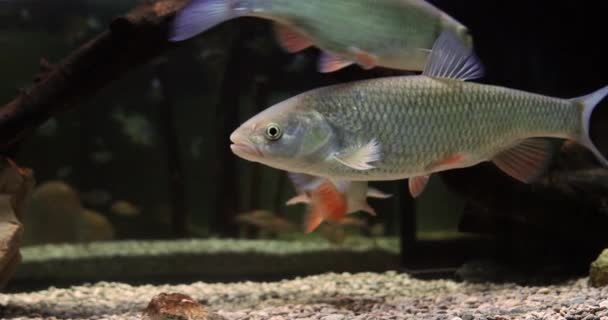 Vaak Dace Leuciscus Leuciscus Volwassenen Zwemmen Slow Motion — Stockvideo