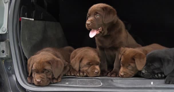 Brown Och Black Labrador Retriever Valpar Bagageluckan Bil Gäspning Normandie — Stockvideo