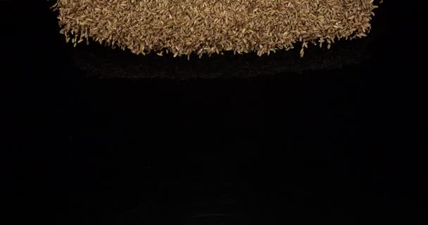 Fennel Tohumları Foeniculum Vulgare Siyah Arkaplan Karşı Düşüyor Ağır Çekim — Stok video