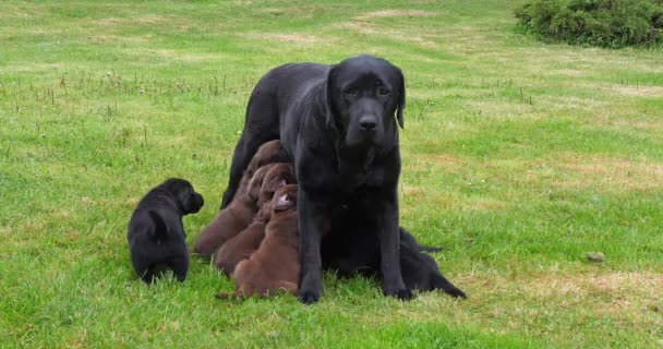 Black Labrador Retriever Bitch Feeds Black Brown Puppies Normandy France — Αρχείο Βίντεο