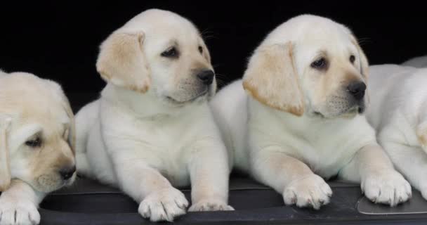 Yellow Labrador Retriever Puppies Trunk Car Normandy France Slow Motion — Stock Video