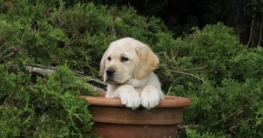 Sarı Labrador Retriever, Yavru Köpek Bir Saksıda Oynuyor, Normandiya, Yavaş Hareket 4k